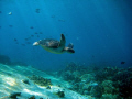   Safety Stop this Hawksbill came swimming by.. by  